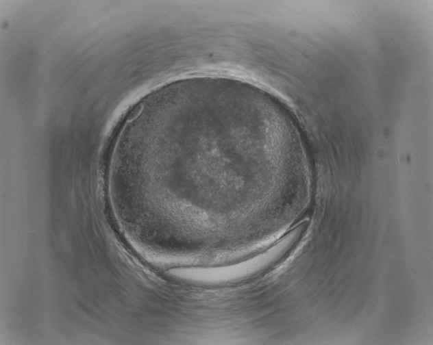 X0000072991506200608041255