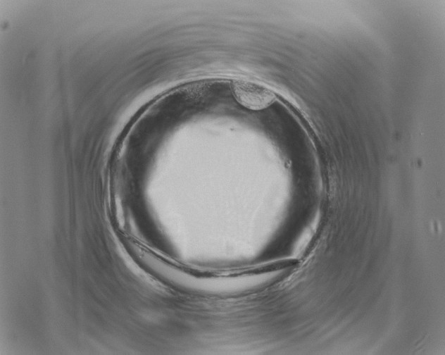 X0000072991515200608041255