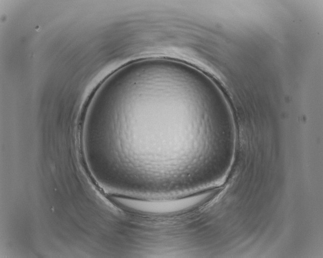 X0000072991517200608041255