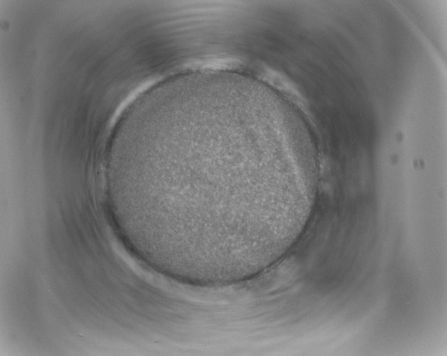 X0000072990012200608111818