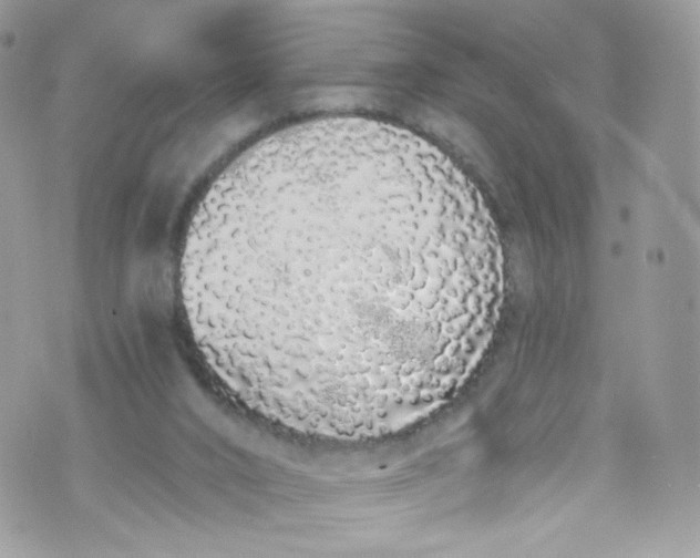 X0000072990016200608111818