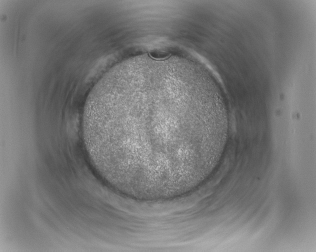 X0000072990018200608111818