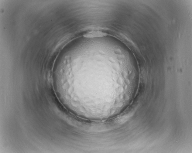 X0000072990024200608111818