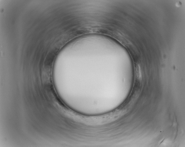 X0000072990030200608111818