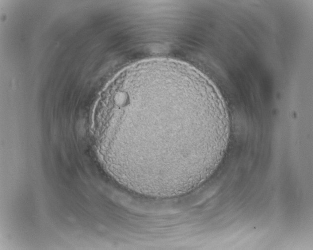 X0000072990032200608111818