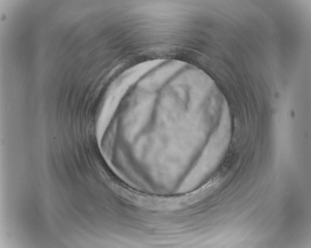 X0000072990048200608111818