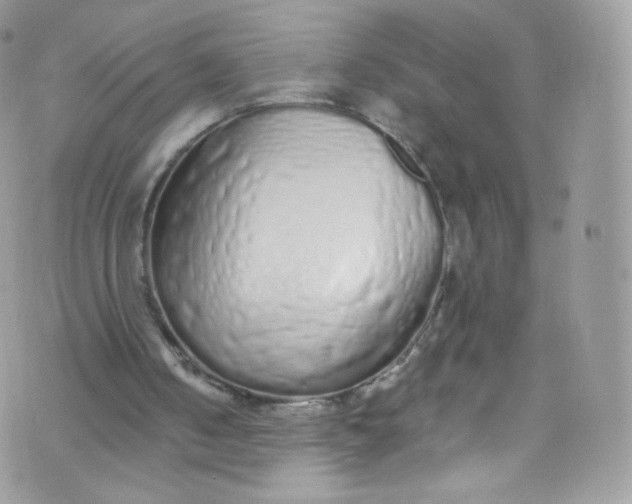 X0000072990050200608111817