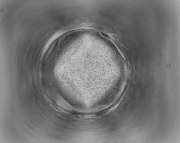 X0000072990056200608111817