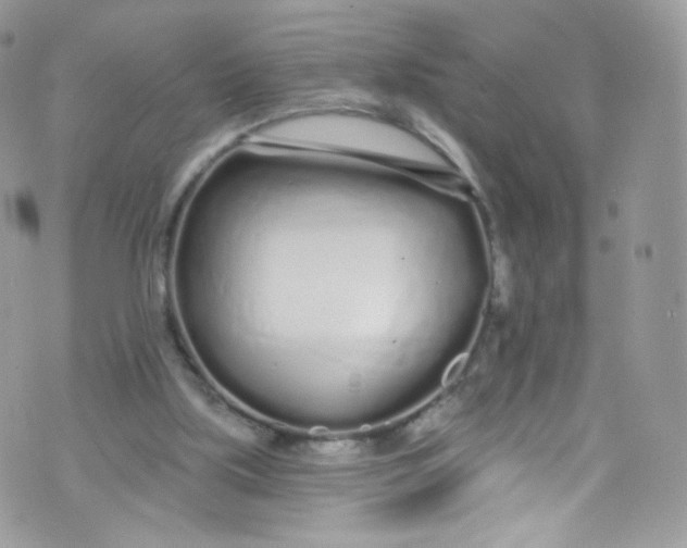 X0000072990059200608111817