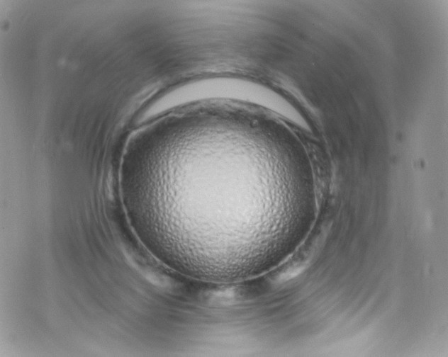 X0000072990068200608111817