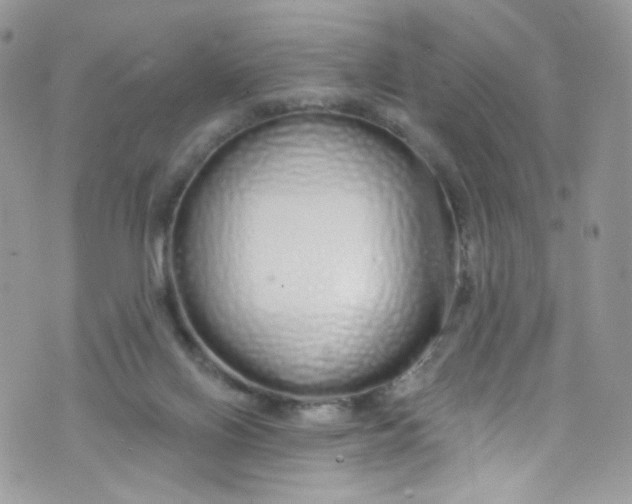 X0000072990070200608111817