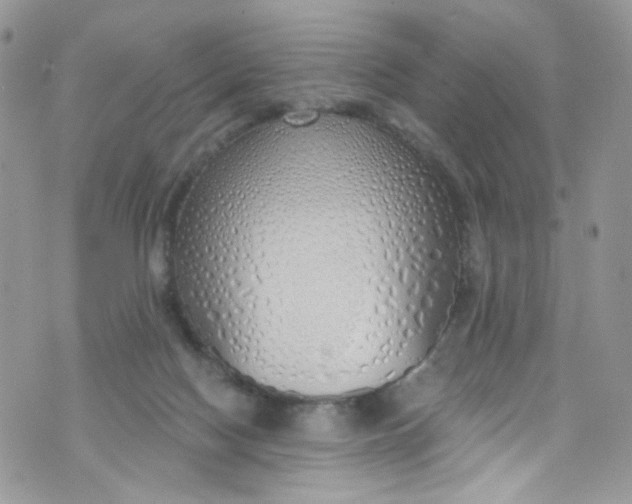 X0000072990074200608111817