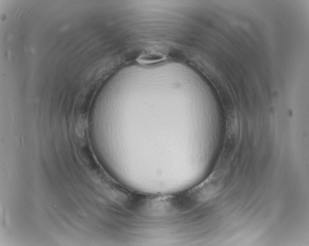 X0000072990078200608111817