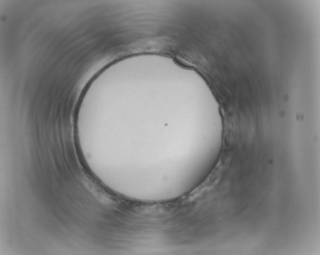 X0000072990100200608111817