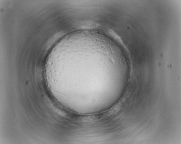 X0000072990106200608111817