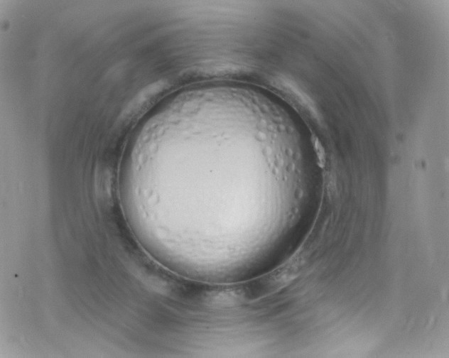 X0000072990115200608111817