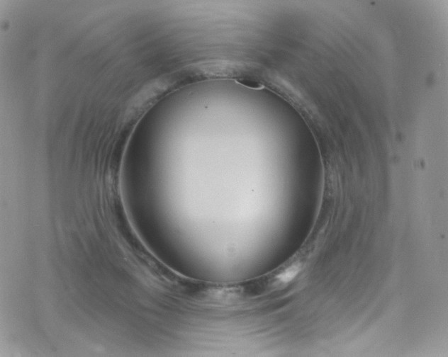 X0000072990117200608111817