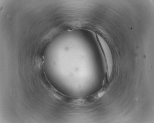 X0000072990125200608111817