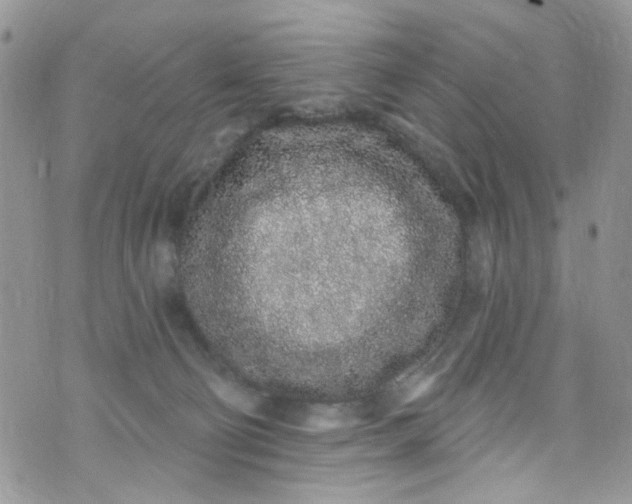 X0000072990130200608111816