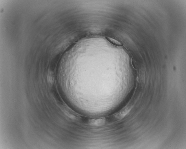 X0000072990135200608111816