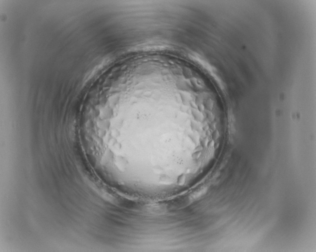 X0000072990153200608111816