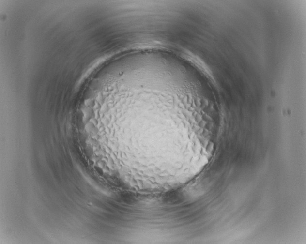 X0000072990155200608111816