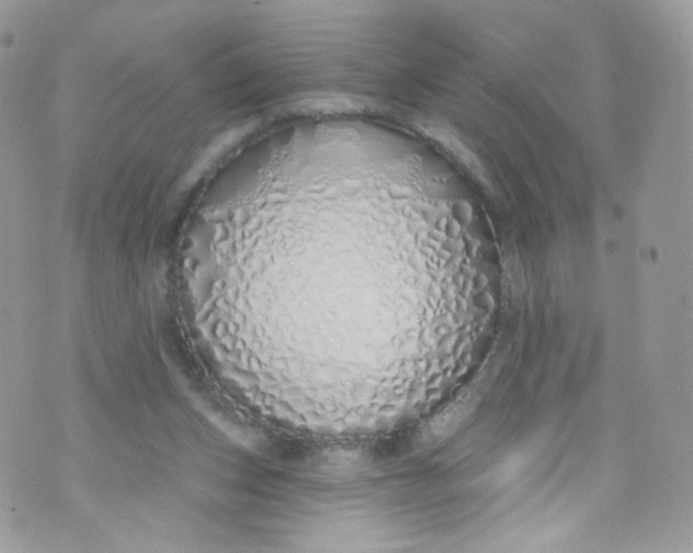 X0000072990159200608111816