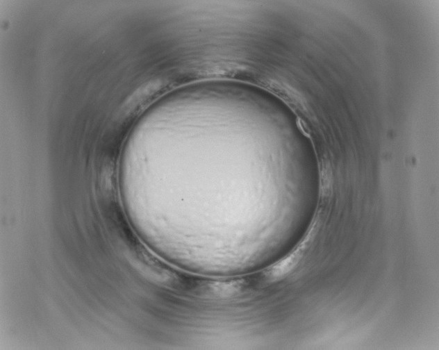 X0000072990166200608111816