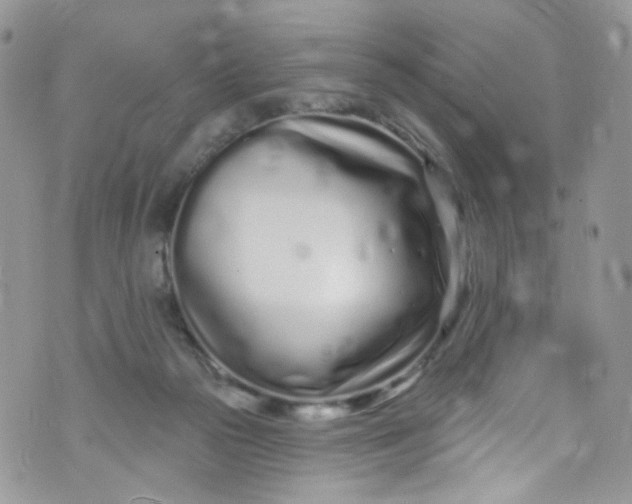 X0000072990169200608111816