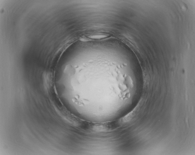 X0000072990171200608111816