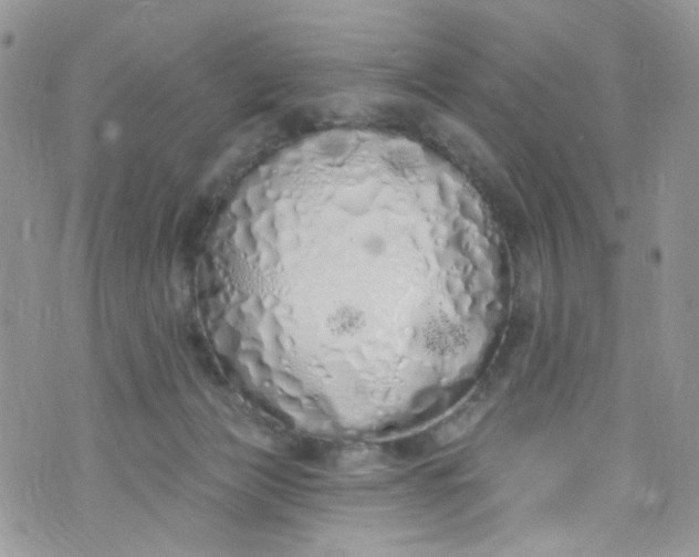 X0000072990173200608111816