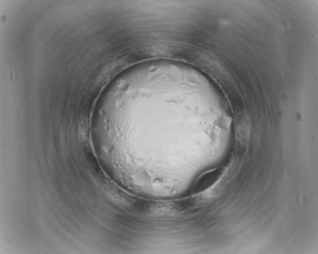 X0000072990175200608111816