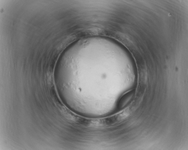 X0000072990177200608111816