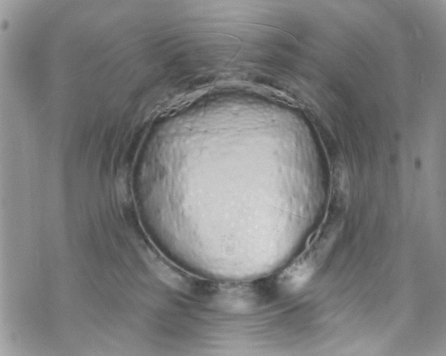 X0000072990185200608111816