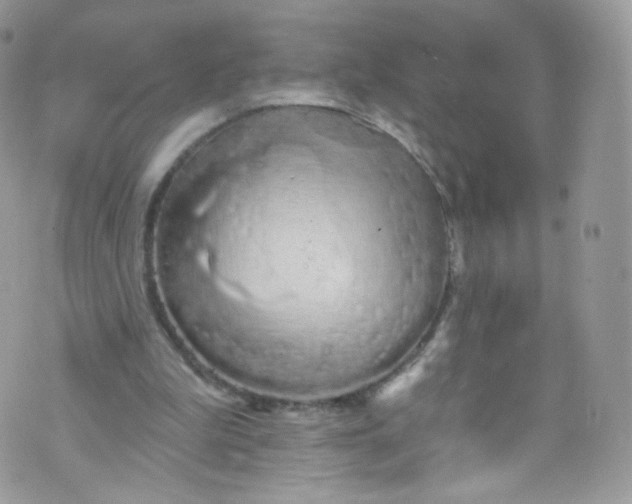 X0000072990199200608111815