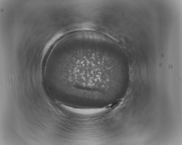 X0000072990200200608111815