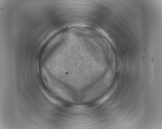 X0000072990205200608111815