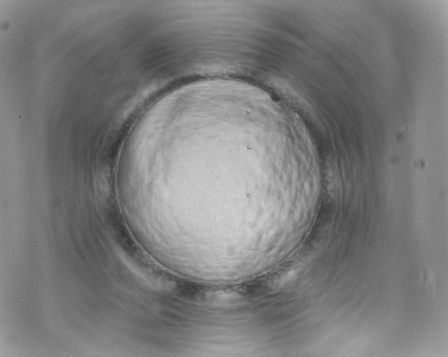 X0000072990208200608111815