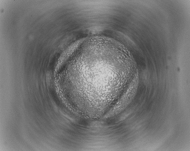 X0000072990222200608111815