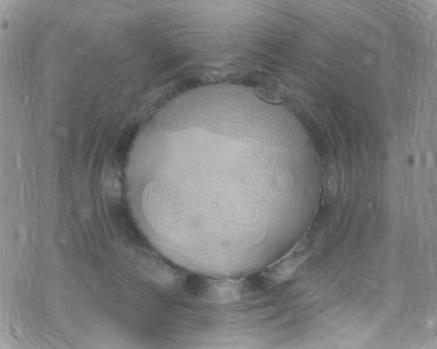 X0000072990226200608111815