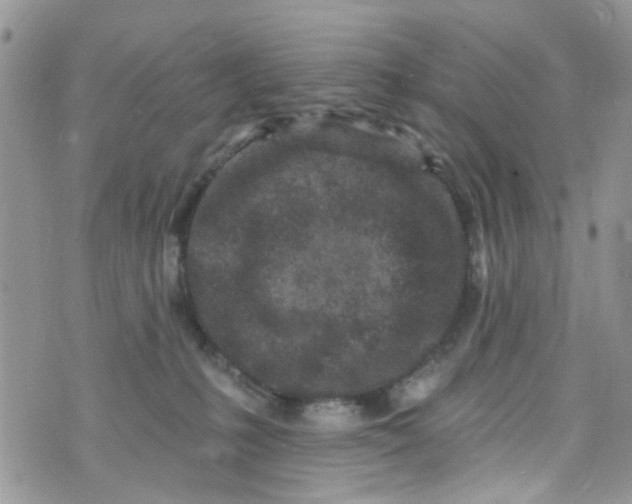 X0000072990231200608111815