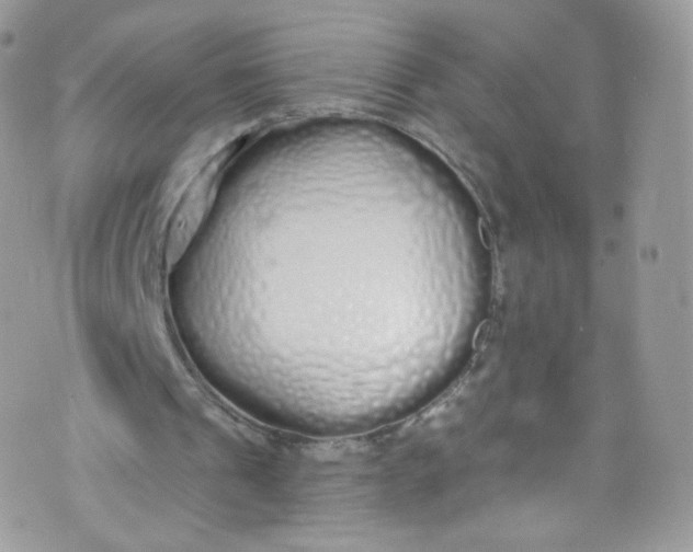 X0000072990241200608111814