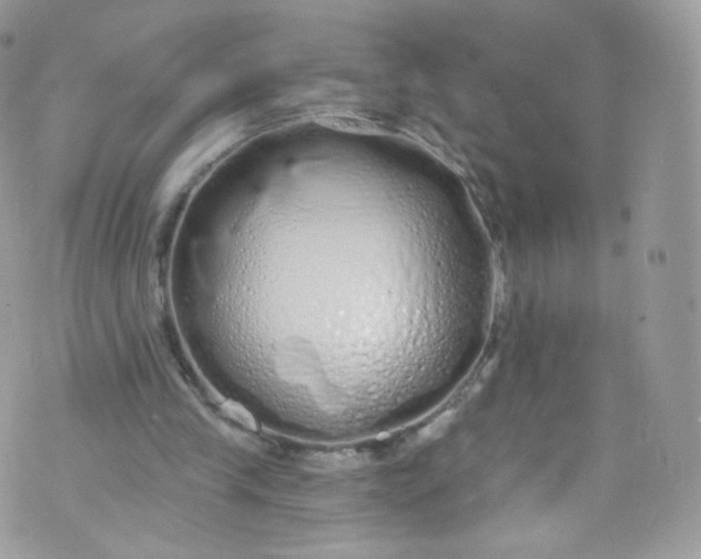 X0000072990245200608111814