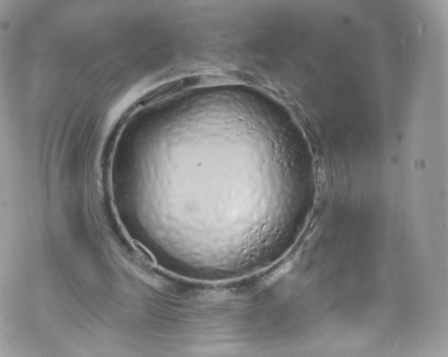 X0000072990246200608111814