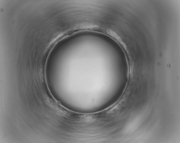 X0000072990249200608111814