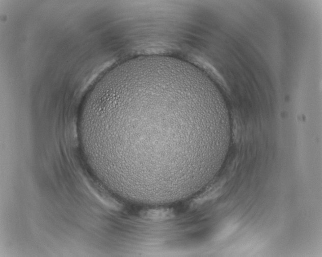 X0000072990251200608111814