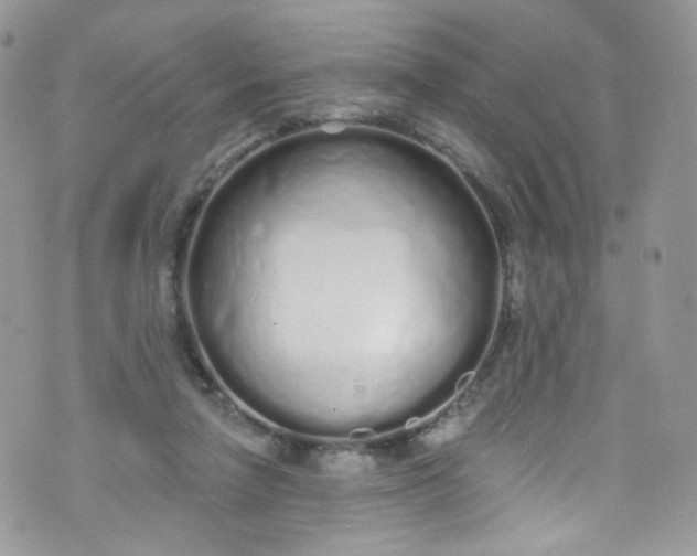 X0000072990258200608111814