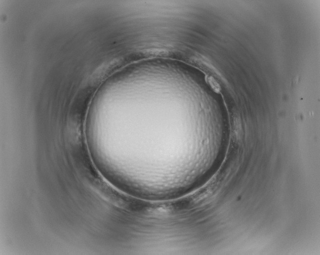 X0000072990259200608111814