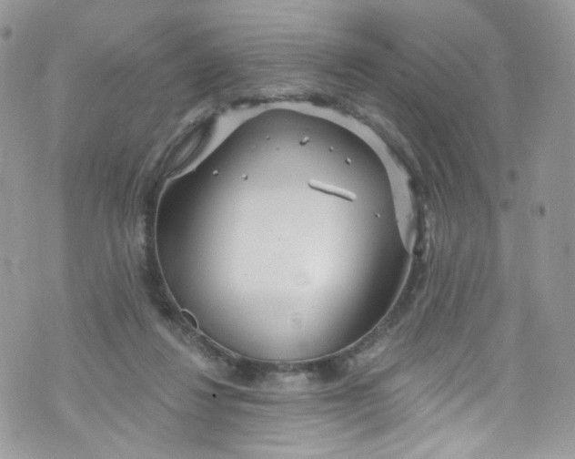 X0000072990260200608111814