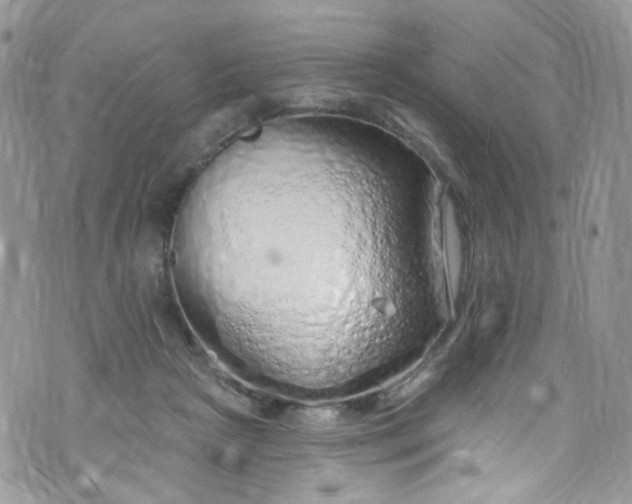 X0000072990265200608111814